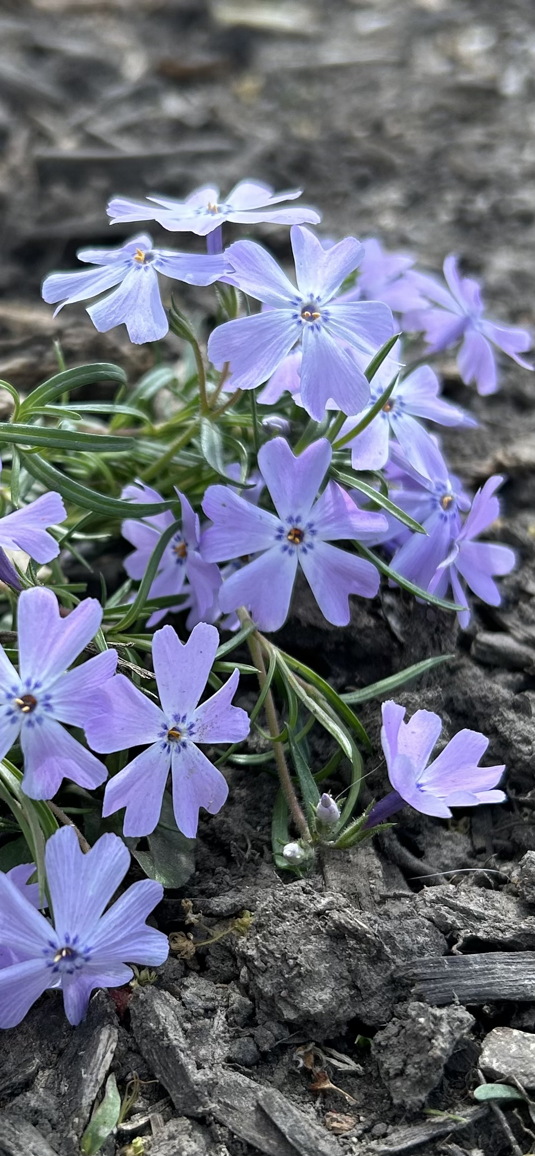 Finding Joy in the simple springs